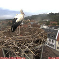 08_25-nest.jpg