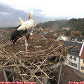 08_30-nest.jpg