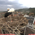 08_35-nest.jpg