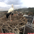 08_40-nest.jpg