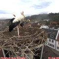 08_45-nest.jpg