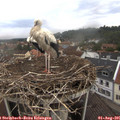 08_50-nest.jpg