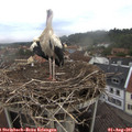 08_55-nest.jpg