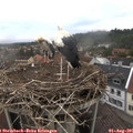 09_00-nest.jpg