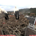 09_05-nest.jpg