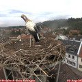 09_10-nest.jpg