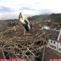 09_15-nest.jpg