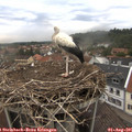 09_20-nest.jpg