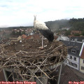 09_25-nest.jpg