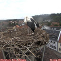 09_30-nest.jpg