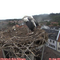 09_35-nest.jpg