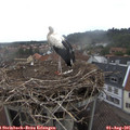 09_40-nest.jpg