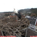 09_45-nest.jpg