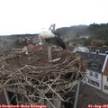 09_50-nest.jpg
