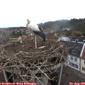 09_55-nest.jpg