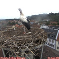 10_00-nest.jpg