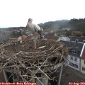 10_05-nest.jpg