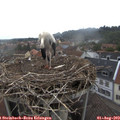 10_10-nest.jpg