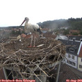 10_15-nest.jpg