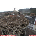 10_20-nest.jpg