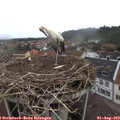 10_25-nest.jpg
