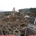 10_30-nest.jpg