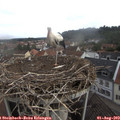 10_35-nest.jpg