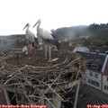10_45-nest.jpg