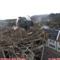 10_50-nest.jpg
