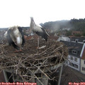10_55-nest.jpg
