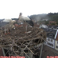 11_00-nest.jpg