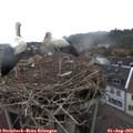 11_05-nest.jpg