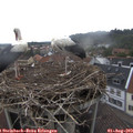 11_10-nest.jpg