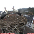 11_15-nest.jpg