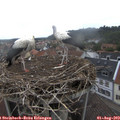 11_20-nest.jpg