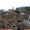 11_25-nest.jpg