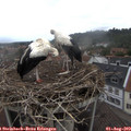 11_30-nest.jpg