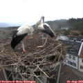 11_35-nest.jpg