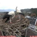 11_40-nest.jpg