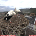 11_45-nest.jpg