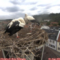 11_50-nest.jpg
