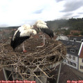 11_55-nest.jpg