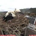 12_00-nest.jpg