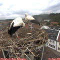 12_05-nest.jpg