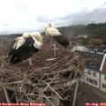 12_10-nest.jpg