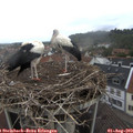 12_15-nest.jpg