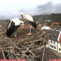 12_20-nest.jpg