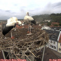 12_25-nest.jpg