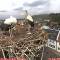 12_30-nest.jpg