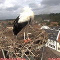 12_35-nest.jpg